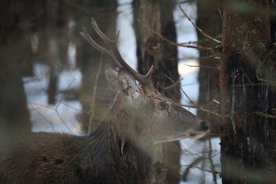 Deer in winter