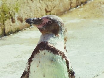 Close-up of an animal