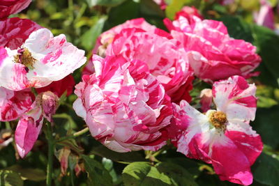 Close-up of pink flowers