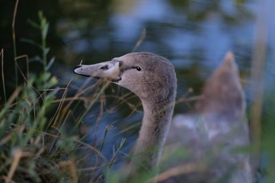 Close-up of a duck in water