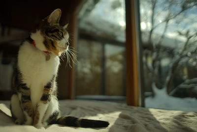 Portrait of tabby cat against the background of japanese garden covered with snow