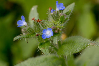 Close-up of flowers growing on plant