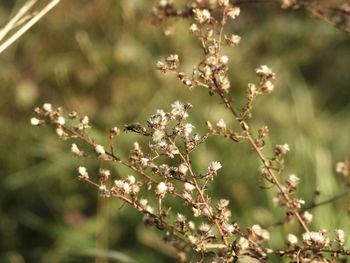 Close-up of cherry blossom on tree