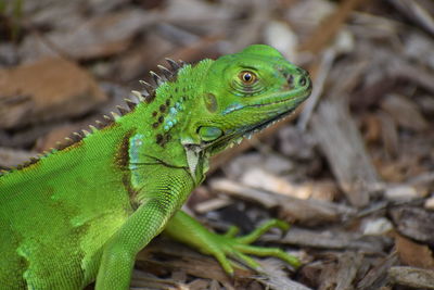 Close-up of green lizard