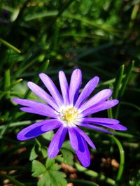 Close-up of purple flowering plant