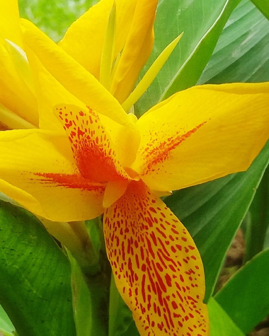 CLOSE-UP OF YELLOW FLOWER PLANT