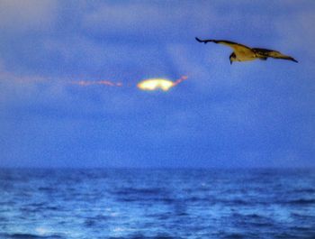 Low angle view of bird flying over sea against sky