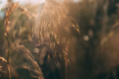 Close-up of stalks in field