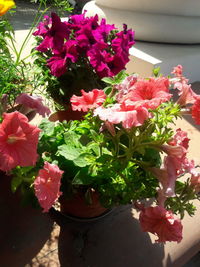 High angle view of pink flowering plants