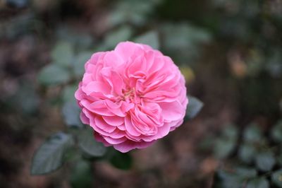 Close-up of pink rose