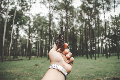 Cropped hand holding pine cone against trees