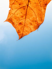 Low angle view of maple leaf against sky