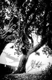 Low angle view of bare tree against sky