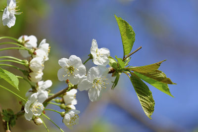 Close-up of flowering plant