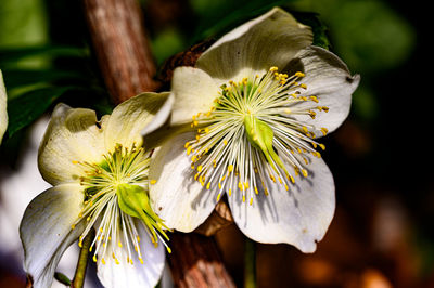 Close-up of white flowering plant