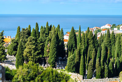 High angle view of trees growing against sea