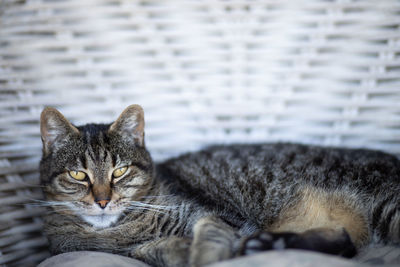 Cat laying on whicker chair, looking straight at camera