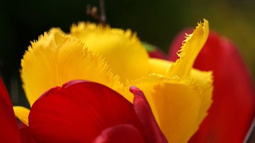 flowering plant