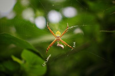 spider web