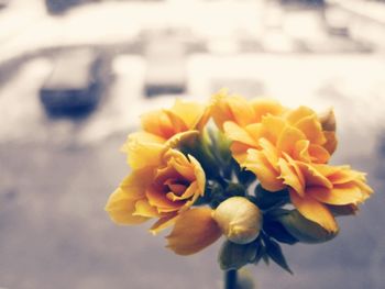Close-up of yellow flowers blooming outdoors