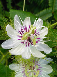 Close-up of white flowering plant