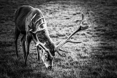 Close-up of a stag on field