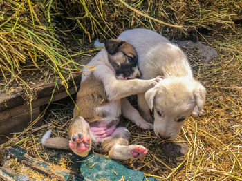 High angle view of dogs relaxing on field