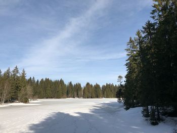 Trees on snow covered land against sky