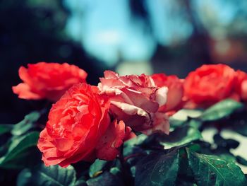 Close-up of red rose flowers