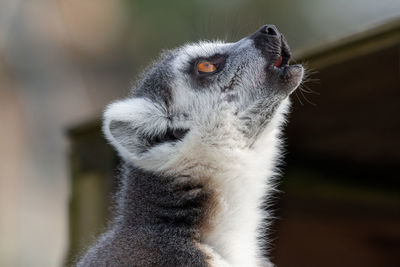 Close-up of a ring tailed lemur looking away