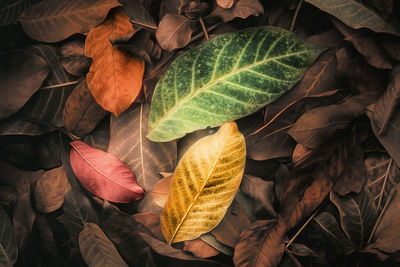 High angle view of dried leaves