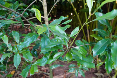 High angle view of plant growing on field