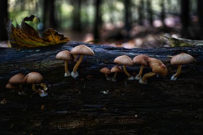 Close-up of mushrooms on field in forest