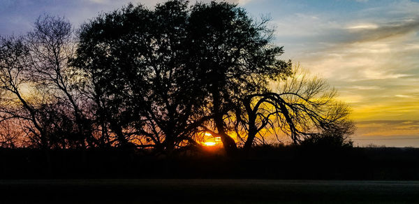 Silhouette trees against sky during sunset