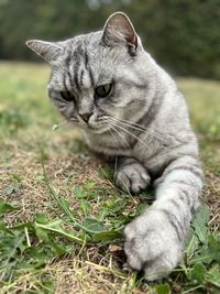 Close-up of cat lying on field