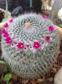 Close-up of cactus plant