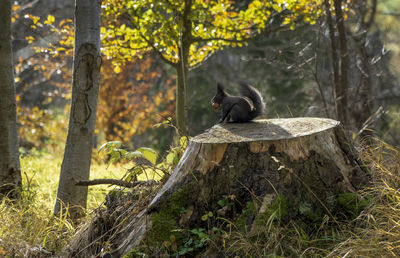 Monkey sitting in a forest