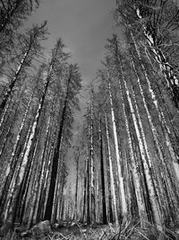 Low angle view of bamboo trees in forest against sky