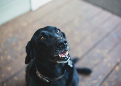 High angle view of dog looking away