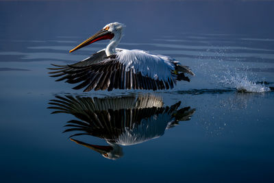 Close-up of pelican on lake