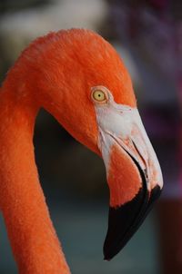 Close-up of a bird