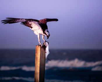 Bird with prey on wooden post against sky