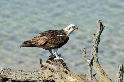 Bird perching on rock