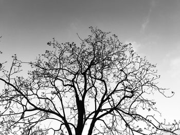 Low angle view of silhouette bare tree against sky