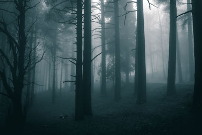 Trees in forest during foggy weather