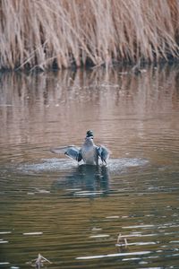 Ducks swimming in lake