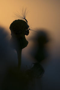 Close-up of silhouette flower on plant during sunset