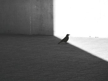 Raven perching on sidewalk by wall