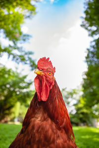 Close up of a free range rhode island red rooster on a small farm