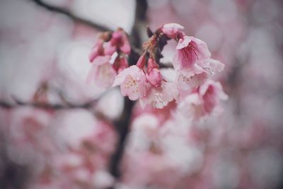 Close-up of pink cherry blossom